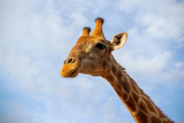 Vahşi Afrikalı hayatı. Yazın mavi gökyüzünde yaygın bir Güney Afrika zürafası. Namibya
