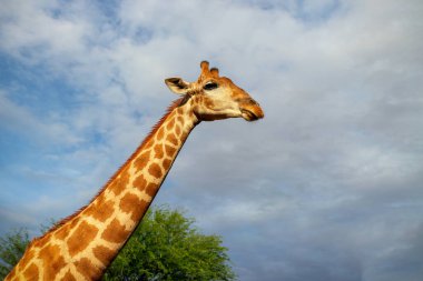 Vahşi Afrikalı hayatı. Yazın mavi gökyüzünde yaygın bir Güney Afrika zürafası. Namibya