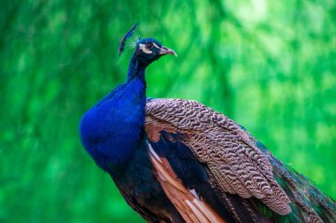 Afrika tavus kuşu ya da mavi tavus kuşu, büyük ve parlak bir kuş..