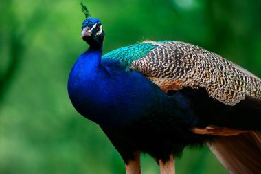 Yeşil bir arka planda sevimli tavus kuşunun (büyük ve parlak kuş) yakın plan