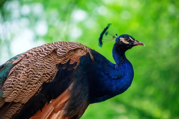Close up view of The African peacock or blue peacock, a large and brightly bird.