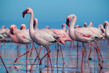 Güzel Afrika flamingolarına yaklaş. Durgun suda yansımalarla duruyorlar. Namibya
