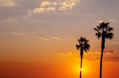 Palmiye ağaçları ve güzel günbatımı olan renkli gökyüzü. 