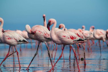 Güzel Afrika flamingolarına yaklaş. Durgun suda yansımalarla duruyorlar. Namibya