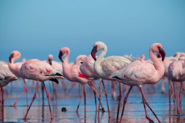 Güzel Afrika flamingolarına yaklaş. Durgun suda yansımalarla duruyorlar. Namibya