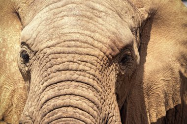 Etosha Ulusal Parkı, Namibya 'da Afrika Çalı Fili.