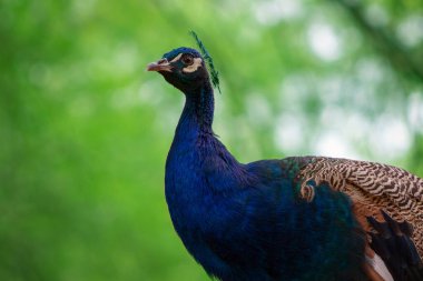 Yeşil bir arka planda sevimli tavus kuşunun (büyük ve parlak kuş) yakın plan