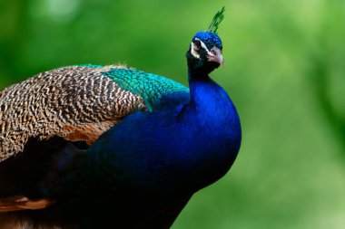 Yeşil bir arka planda sevimli tavus kuşunun (büyük ve parlak kuş) yakın plan