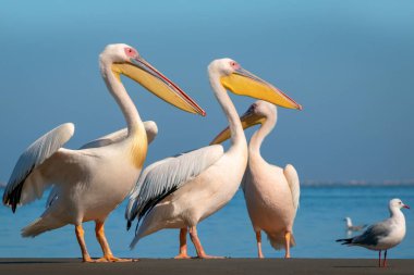 Vahşi Afrika kuşları. Birkaç büyük pembe pelikan grubu güneşli bir günde gölde duruyor.
