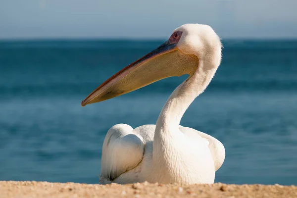 Einsamer Weißer Pelikan Sitzt Ufer Des Atlantiks — Stockfoto