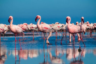 Vahşi Afrika kuşları. Güzel Afrika flamingolarına yaklaş. Durgun suda yansımalarla duruyorlar. Namibya