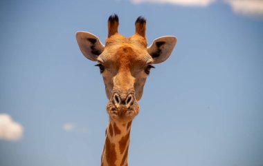 Vahşi Afrikalı hayatı. Yazın mavi gökyüzünde yaygın bir Güney Afrika zürafası. Namibya