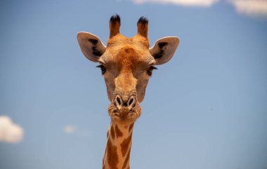 Wild african life. A large common South African giraffe on the summer blue sky. Namibia clipart