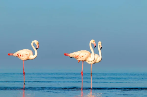 Aves Africanas Selvagens Aves Grupo Flamingos Africanos Cor Rosa Andando — Fotografia de Stock