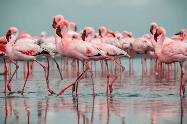 Close Belos Flamingos Africanos Que Estão Parados Água Parada Com — Fotografia de Stock