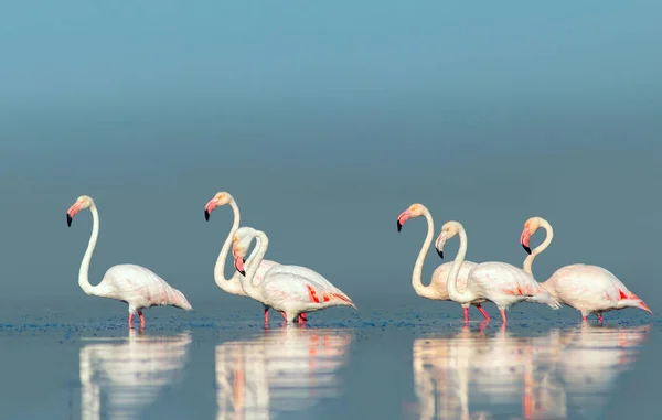 Wild african birds. Group birds of pink african flamingos  walking around the blue lagoon on a sunny day. Namibia