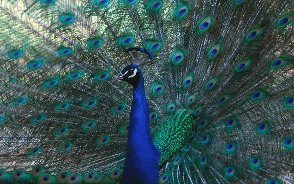 Retrato Pavão Bonito Com Penas Para Fora Pássaro Grande Brilhante — Fotografia de Stock