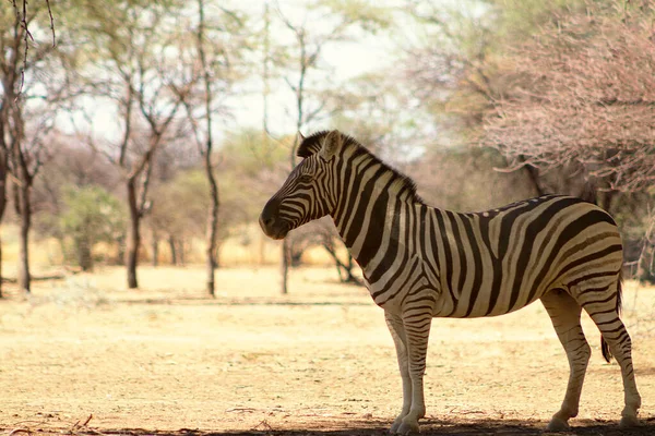 Egy Magányos Namíbiai Zebra Áll Szavanna Közepén — Stock Fotó