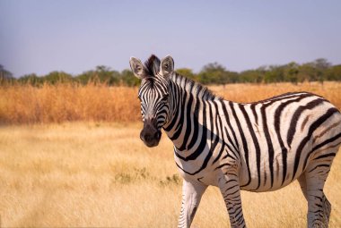 Vahşi Afrika hayvanları. Afrika Dağ Zebra 'sı otlakta duruyor. Etosha Ulusal Parkı. Namibya