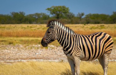 Vahşi Afrika hayvanları. Afrika Dağ Zebra 'sı otlakta duruyor. Etosha Ulusal Parkı. Namibya