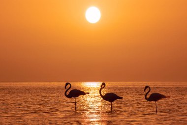 Bir grup flamingo, altın bir günbatımının ve parlak büyük güneşin arka planına karşı bir gölde duruyor.