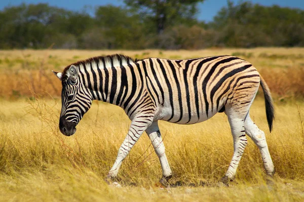 Divoká Africká Zvířata Africká Horská Zebra Stojí Pastvinách Národní Park — Stock fotografie