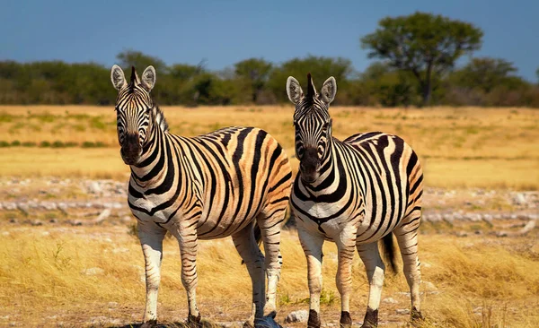Wild african animals. Two African Mountain Zebras standing  in grassland. Etosha National Park. Namibia