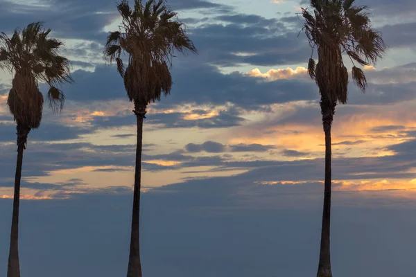 两棵棕榈树 美丽的天空 乌云密布 — 图库照片