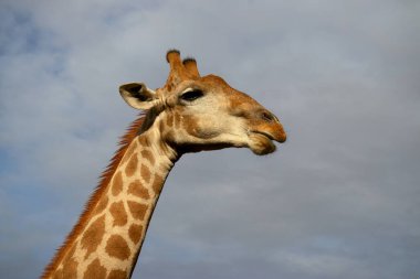 Vahşi Afrikalı hayatı. Yazın mavi gökyüzünde yaygın bir Güney Afrika zürafası. Namibya