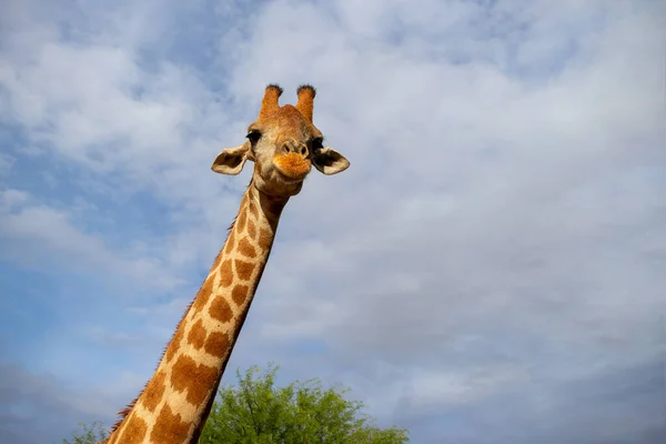 Vita Selvaggia Africana Una Grande Giraffa Sudafricana Comune Sul Cielo — Foto Stock