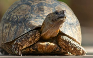 Vahşi Afrikalı hayatı. Güneşli bir günde sevimli bir kaplumbağanın kapanışı. Namibya