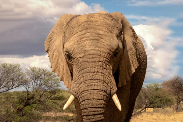 Elefante Africano Bush Las Praderas Del Parque Nacional Etosha Namibia — Foto de Stock