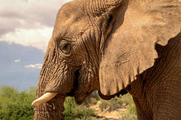 African Bush Elephant in the grassland of Etosha National Park, Namibia. Africa
