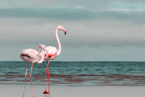 Wilde Afrikanische Vögel Zwei Rosafarbene Flamingos Spazieren Einem Sonnigen Tag — Stockfoto