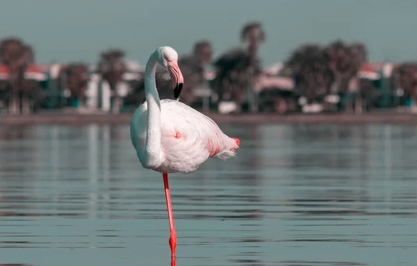 Wild African Birds One Bird Pink African Flamingo Walking Lagoon — Stock Photo, Image