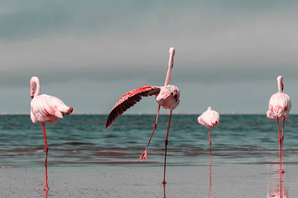 Wild african birds. Group birds of pink african flamingos  walking around the blue lagoon on a sunny day