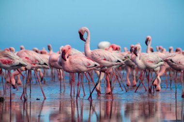 Vahşi Afrika kuşları. Pembe afrikalı flamingo kuşları güneşli bir günde mavi gölde dolaşıyorlar.