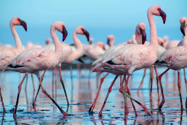 Wild african birds. Group birds of pink african flamingos  walking around the blue lagoon on a sunny day