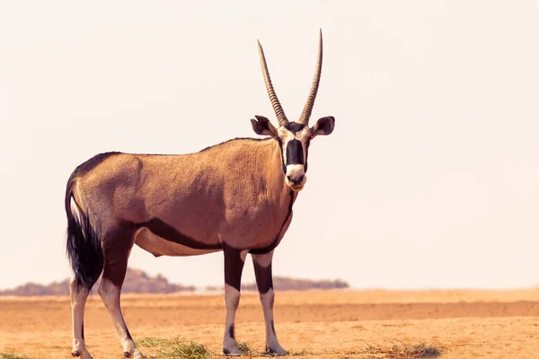 Animal Salvaje Africano Oryx Solitario Camina Por Desierto Namib — Foto de Stock