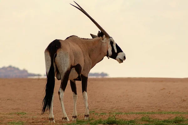 Animal Salvaje Africano Oryx Solitario Camina Por Desierto Namib — Foto de Stock