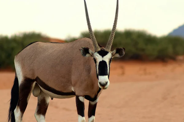 Wild African Animal Lonely Oryx Walks Namib Desert — Stock Photo, Image