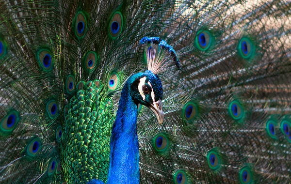 Blisko Widok Afrykańskiego Pawia Duży Jaskrawo Kolorowy Ptak Portret Pięknego — Zdjęcie stockowe