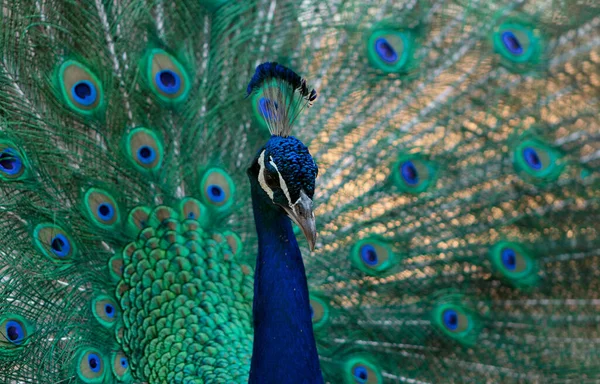 Retrato Pavão Bonito Com Penas Para Fora Pássaro Grande Brilhante — Fotografia de Stock