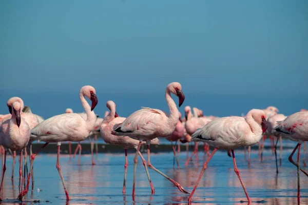 Wild african birds. Group birds of pink african flamingos  walking around the blue lagoon on a sunny day