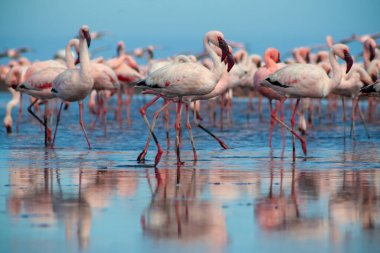 Vahşi Afrika kuşları. Pembe afrikalı flamingo kuşları güneşli bir günde mavi gölde dolaşıyorlar.
