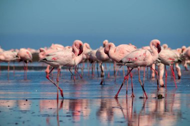 Vahşi Afrika kuşları. Pembe afrikalı flamingo kuşları güneşli bir günde mavi gölde dolaşıyorlar.