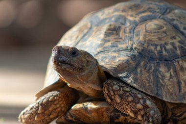 Vahşi Afrikalı hayatı. Güneşli bir günde sevimli bir kaplumbağanın kapanışı. Namibya
