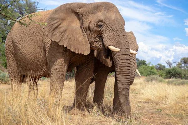 Dos Elefantes Africanos Bush Los Pastizales Del Parque Nacional Etosha — Foto de Stock