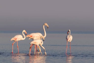 Vahşi Afrika kuşları. Beyaz afrikalı flamingo kuşları güneşli bir günde mavi gölde dolaşıyorlar.