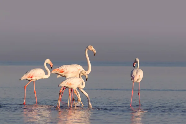 Wild African Birds Group Birds White African Flamingos Walking Blue — Stock Photo, Image